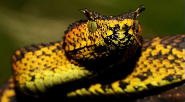 Nueva especie de serpiente es hallada en Tanzania