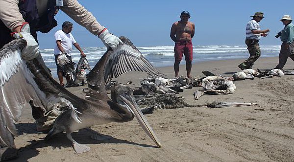 Muerte de 1,200 pelícanos en el norte será investigada