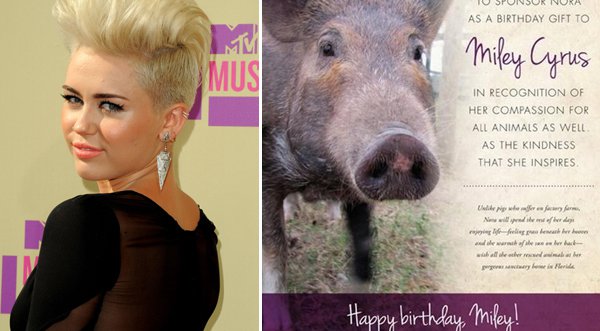 Miley Cyrus recibió un cerdito en su cumpleaños