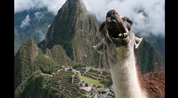 Foto: ¡Increíble! Llama que grita causa furor en Internet