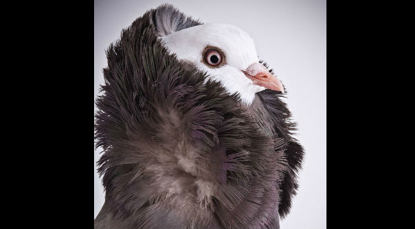 Cheka las fotos de las ‘palomas’ más sexys del planeta