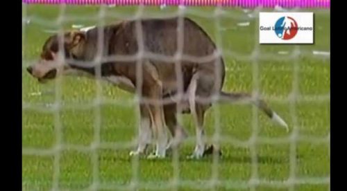 ¡Golazo! Perrito dejó un detallito en pleno partido de fútbol