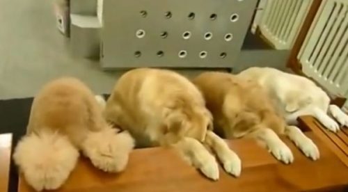 Video: Perros demuestran sus modales antes y después de comer