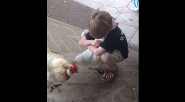 Video: Gallina muestra toda su ternura a un niño