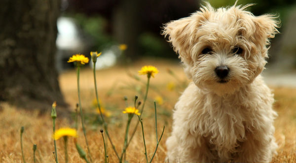 Descubre porqué los perros se huelen el trasero