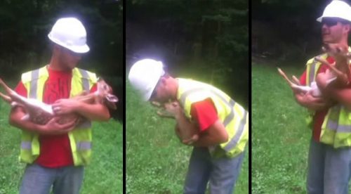 Un tierno cervatillo llora cuando le dejan de hacer cariño – VIDEO