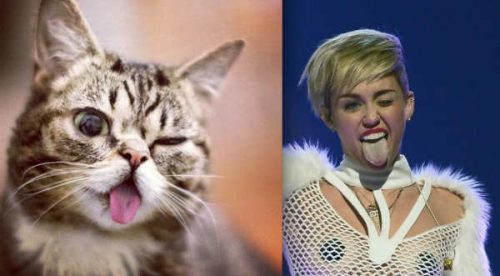 Cheka a la gatita que posa como Miley Cyrus – FOTOS