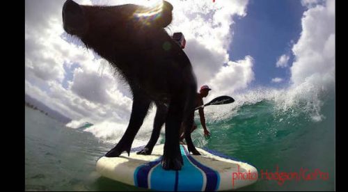 Cheka el viral del cerdito surfer – VIDEO