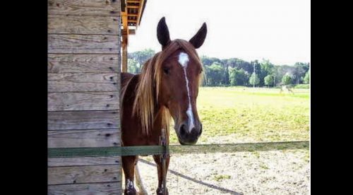 ¡Increíble! Caballo se escapa para ir a la tumba de su dueño