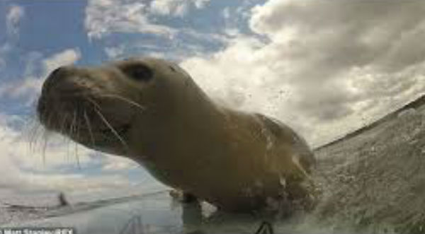 Una foca sorprende a unos surfistas y el video se vuelve viral – VIDEO