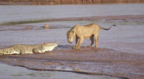 Cheka la asombrosa pelea de un cocodrilo contra una familia de leones – VIDEO