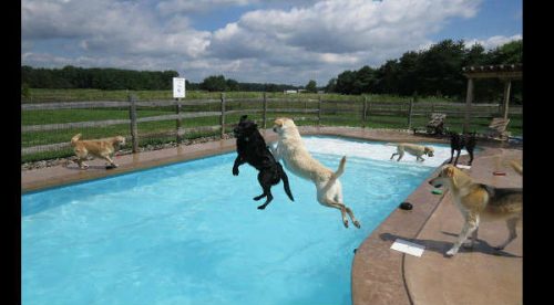 Cheka la singular fiesta que armaron un grupo de perros en una piscina – VIDEO