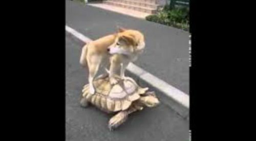 Divertido: El perro más flojo del mundo usa a una tortuga para ir de paseo – VIDEO