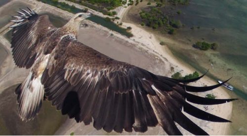 Cheka cómo  se ve el vuelo de un águila desde los ojos de un águila – VIDEO