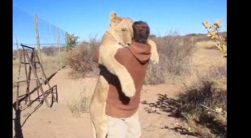 Mira el abrazo más tierno entre una leona y un hombre – VIDEO