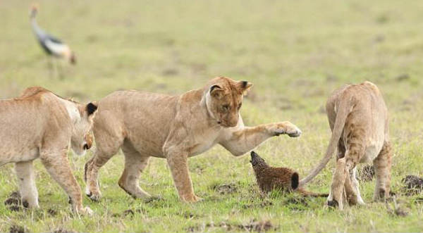 Mira cómo un pequeño animal se enfrenta a 4 leonas hambrientas – VIDEO
