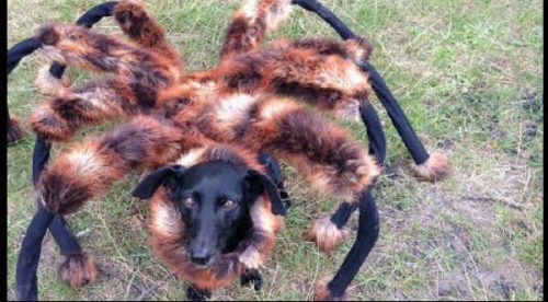 Mira la divertida broma del ‘perro araña’ – VIDEO