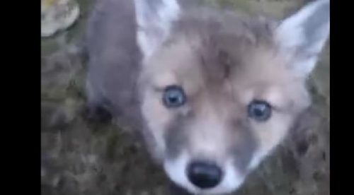 Tierno: Un zorro bebé le roba el corazón a un hombre – VIDEO