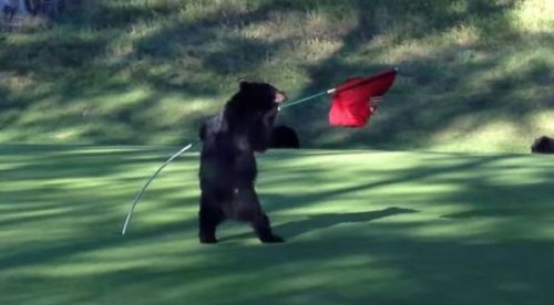 Insólito: Unos tiernos osos interrumpieron un partido de golf – VIDEO