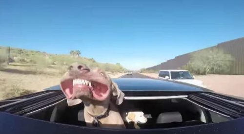 Gracioso: Checa al perro con la sonrisa más grande del mundo – VIDEO