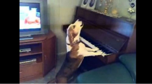 Un perro sorprende a todos cuando toca el piano y canta a su estilo – VIDEO