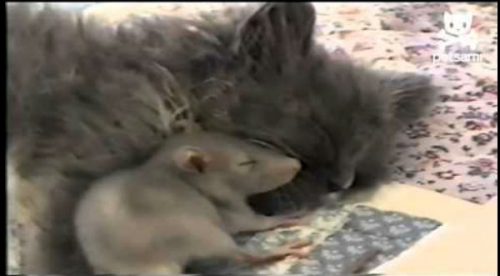 ¡Insólito! Una rata duerme y juega con un gato – VIDEO