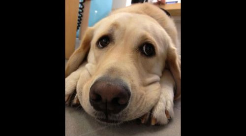 ¡Tremendo! Un perro discute con su dueña para no entrar al veterinario – VIDEO