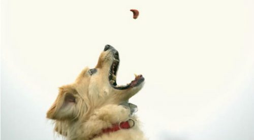 Mira el salto de un perro para atrapar una galleta en cámara lenta. Te sorprenderá – VIDEO