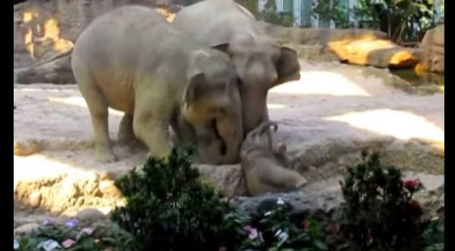 VIRAL: Elefante bebé es salvado por sus padres – VIDEO