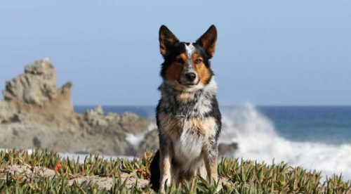 Checa a Jumpy, el perro más asombroso del mundo – VIDEO