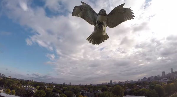 VIRAL: Mira el impresionante ataque de un halcón contra un ‘drone’  – VIDEO