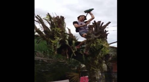 Un joven se electrocuta por bailar en un árbol y vive para contarlo – VIDEO