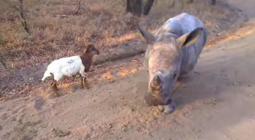 Checa el viral del rinoceronte imitando a una cabra – VIDEO