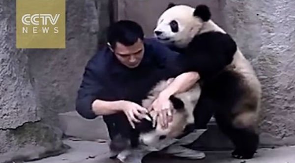 Dos adorables pandas se niegan a tomar su medicina y ‘atacan’ tiernamente a su cuidador – VIDEO