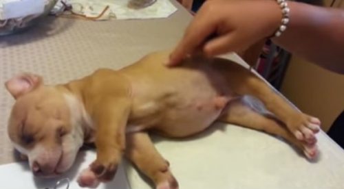 Tierno: ¿Cuántos quisieran dormir como este cachorro? – VIDEO