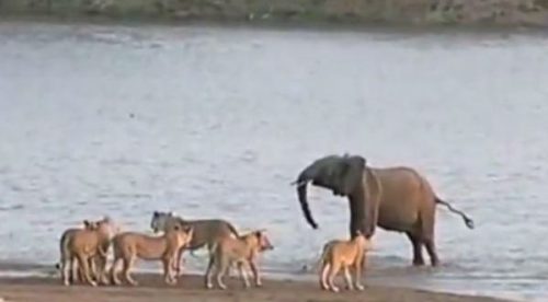 ¡Asombroso! Un bebé Elefante se salva del ataque de 14 leones – VIDEO