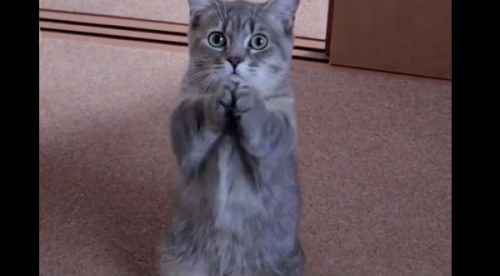 Mira la peculiar forma que tiene este gato para pedir comida – VIDEO