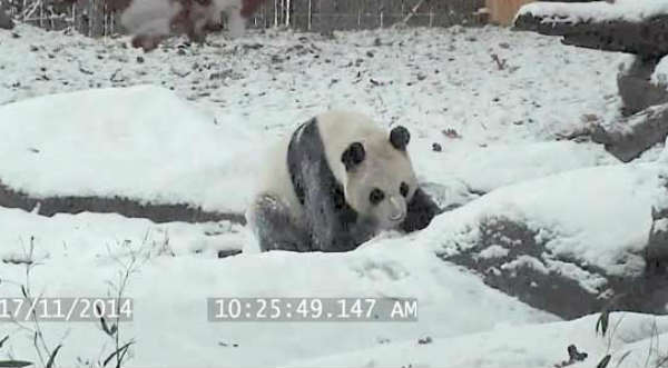 Tierno: Un oso panda juega en la nieve y se da volantines – VIDEO