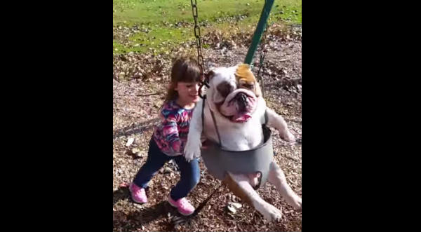 Mira a este gracioso bull dog divertirse en un columpio – VIDEO