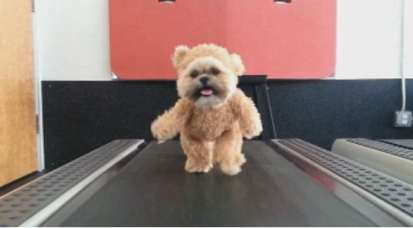 Tierno perrito disfrazado de peluche es la sensación en Youtube – VIDEO