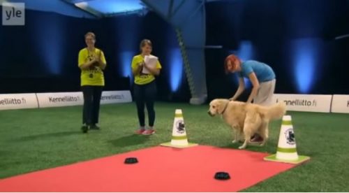 Tremendo Fail de un perro en competencia de obediencia ¡No te lo pierdas! – VIDEO