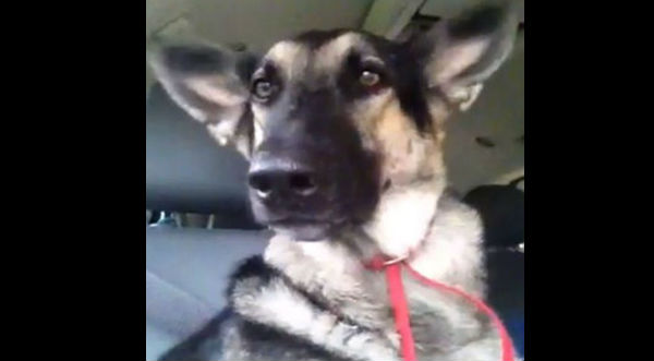 Gracioso: Un perro mueve las orejas al escuchar una canción de Flo Rida – VIDEO