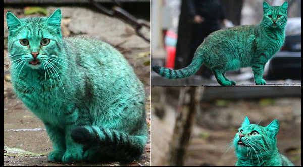 ¡Inédito! Checa al gato verde que sorprendió a todos por su inusual color – VIDEO