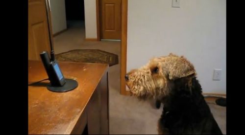 ¡Asombroso! Un perro habla con su dueña por teléfono – VIDEO