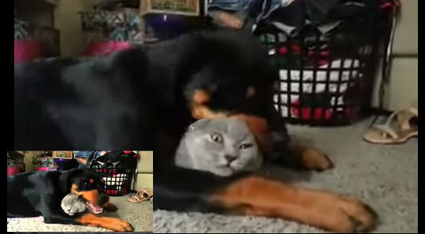 Este perro Rottweiler ama demasiado a su amigo el gato. Mira cómo demuestra su amor – VIDEO