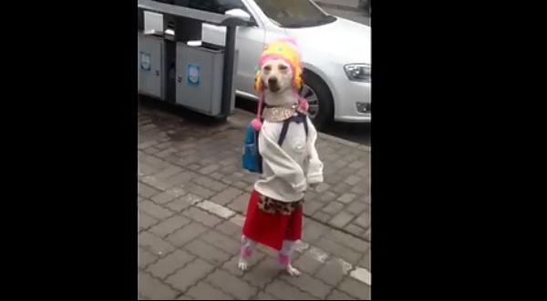 Impresionante perrita camina en dos patas vestida como una linda niña – VIDEO