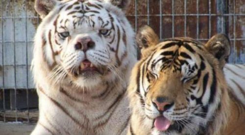 Conoce a Kenny, el tigre blanco con síndrome de down- FOTOS