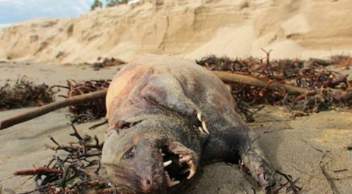 Esta misteriosa criatura apareció en una playa de California- FOTOS