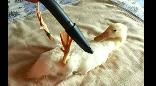 Este patito se deja acicalar como si fuera un perro – VIDEO