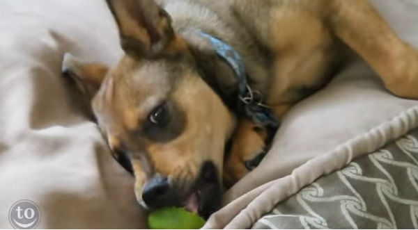 Los perros y los limones no se llevan muy bien que digamos – VIDEO